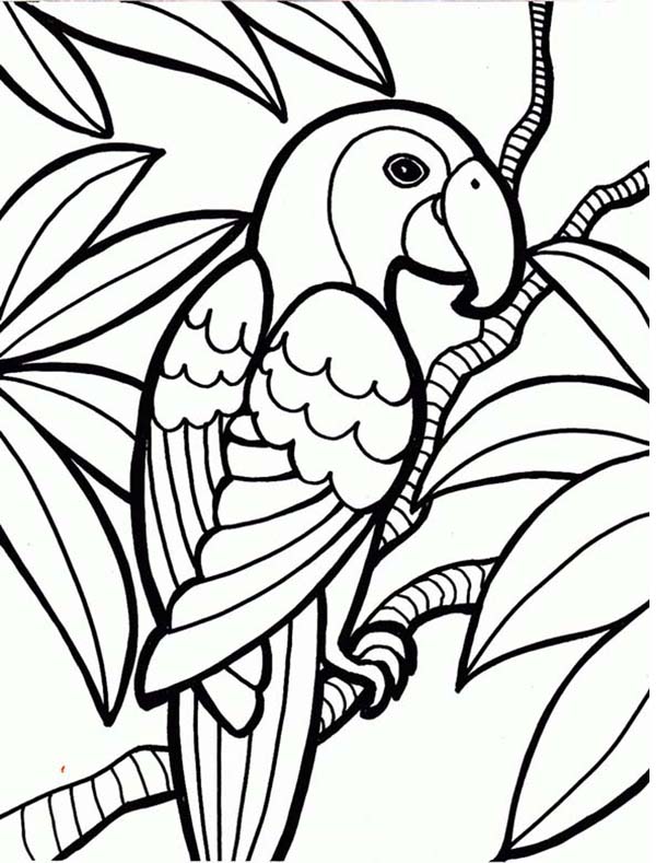 600x789 Rainforest Parrot Coloring Page