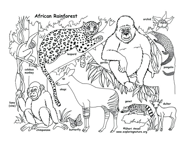 792x612 Coloring Page Tropical Rainforest Coloring Pages Free
