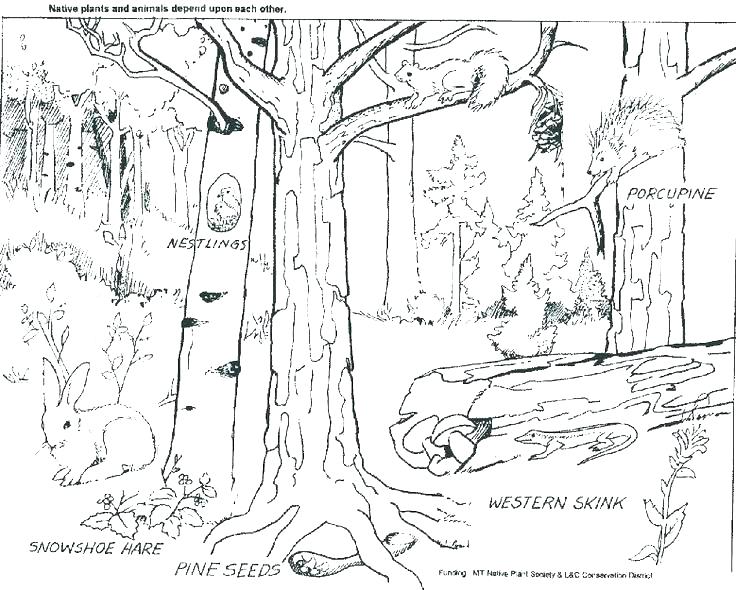 736x590 Free Printable Rainforest Coloring Pages Background Jungle