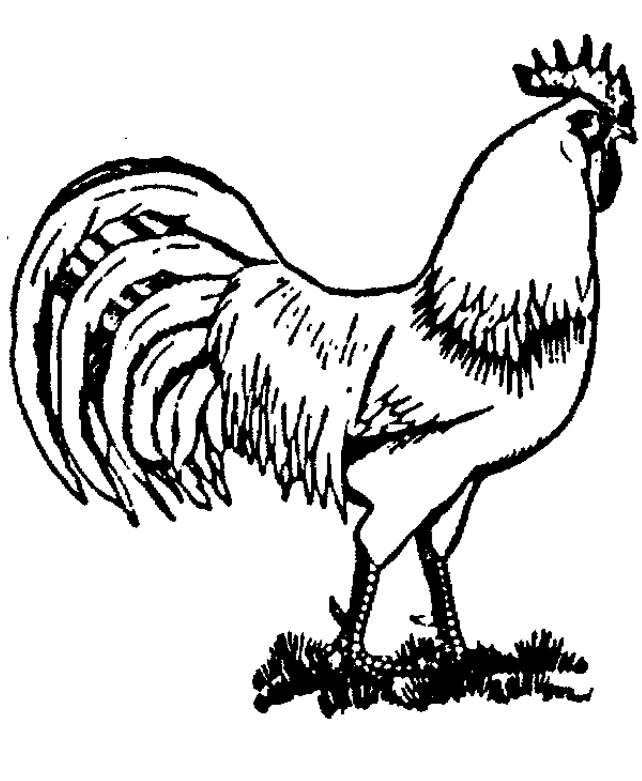 1266x1540 Royalty Free Chicken Hand Drawn Chicken In Nest New Coloring