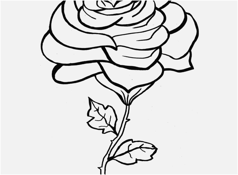 827x609 Rose Coloring Pages Shoot Rose Colouring Pages To Print Free