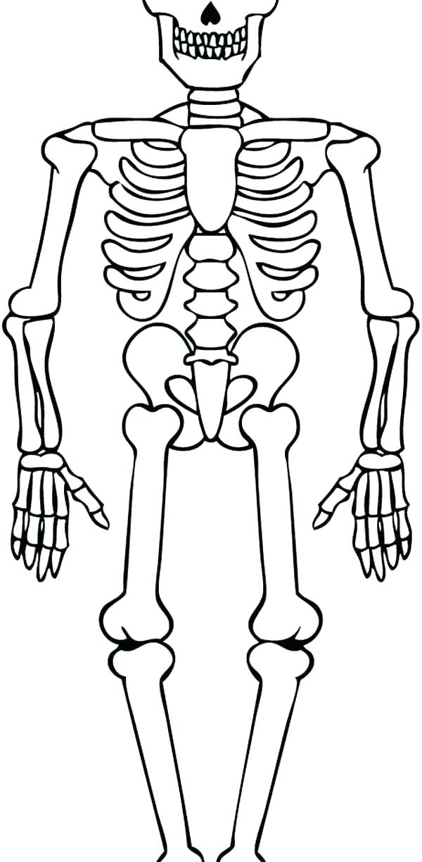 600x1224 Skeleton Coloring Sheet Skeleton Coloring Sheet Skeleton Colouring