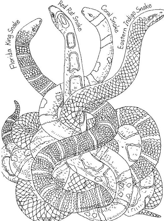 Free Snake Coloring Pages