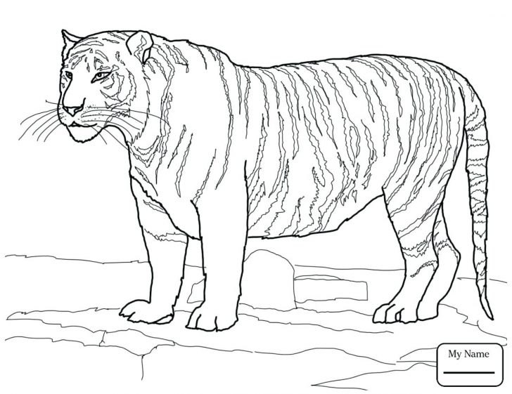 Free Tiger Coloring Pages