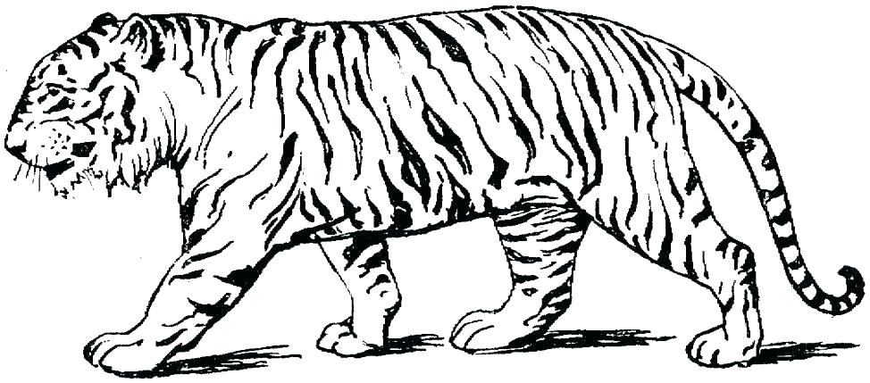 974x429 Printable Tiger Coloring Pages Tiger Template Kids Drawing Free