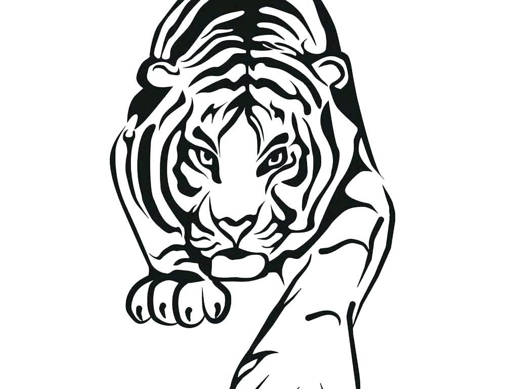 1000x768 White Tiger Coloring Pages Baby Tiger Coloring Pages Popular Tiger