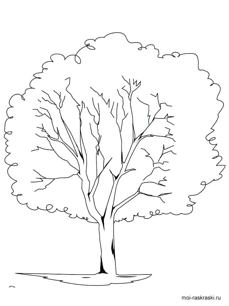 750x1000 Oak Tree Coloring Pages Oak Coloring Page Free Printable Oak Tree
