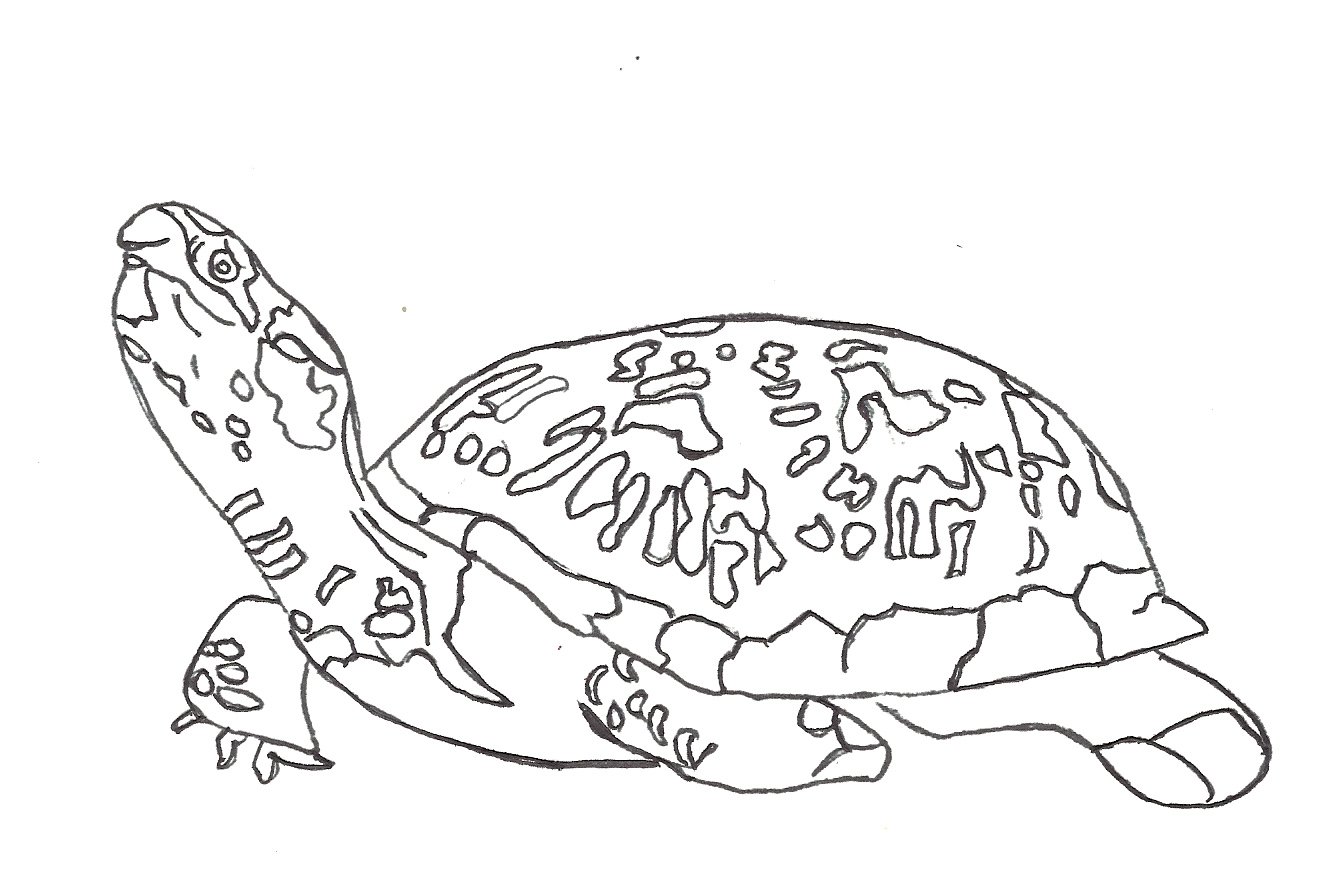1334x896 Free Turtle Coloring Pages Sea Turtle Coloring Pages For Kids