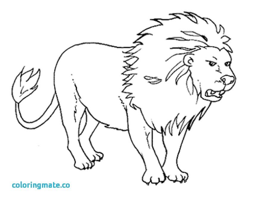 856x677 Free Animal Coloring Pages Unique Wild Animals Coloring Pages