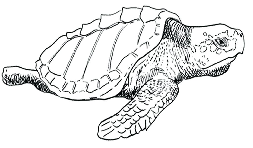 1048x616 Realistic Animal Coloring Pages Wild Animals Coloring Pages Print