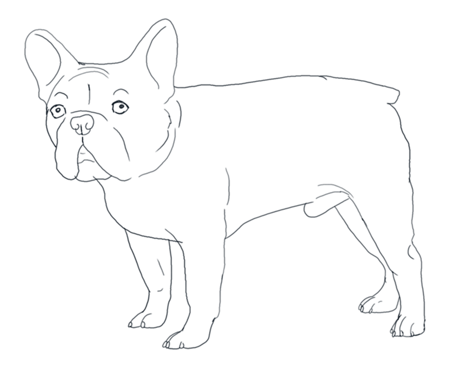 900x742 French Bulldog Coloring Pages. 100 Best Lola Images