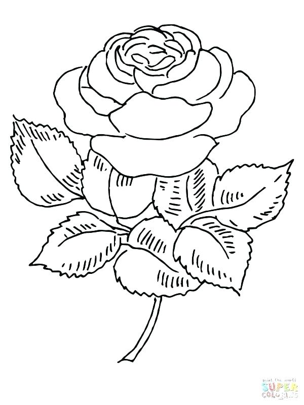 600x800 French Fries Coloring Page S French Fries Coloring Pages