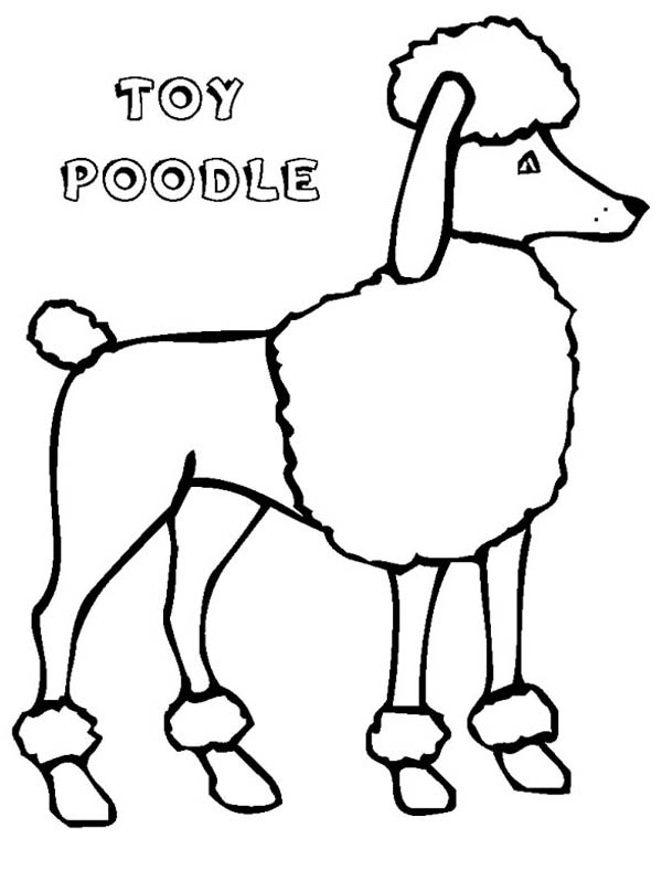 600x788 A Tall Type Toy Poodle In Action Coloring Page