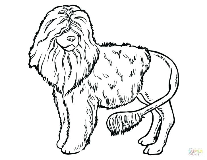 728x563 Coloring Pages Of Dogs Chihuahua Dog Outline Cartoon Illustration
