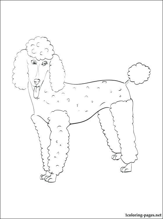 560x750 French Poodle Coloring Pages Wonderful Poodle Skirt Coloring Pages