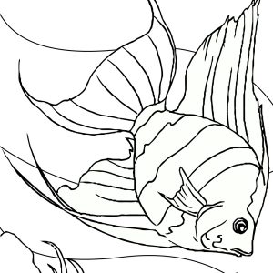 300x300 Freshwater Fish Coloring Pages Best Of Fresh Coloring Freshwater
