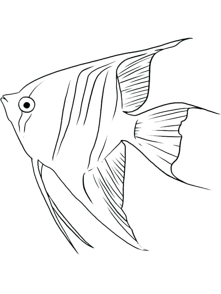 750x1000 Freshwater Fish Coloring Pages S Home Improvement Stores Near Me