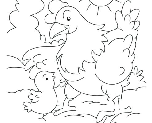 495x400 Chicken Coloring Sheet Roast Chicken With Sumac Flatbread Kentucky