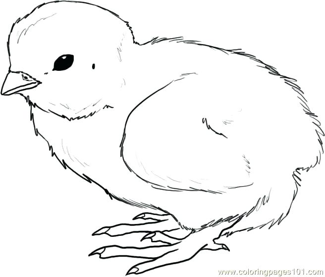 656x559 Chicken Coloring Sheet