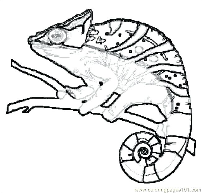 650x620 Lizard Coloring Pages Best Lizard Coloring Pages For Coloring