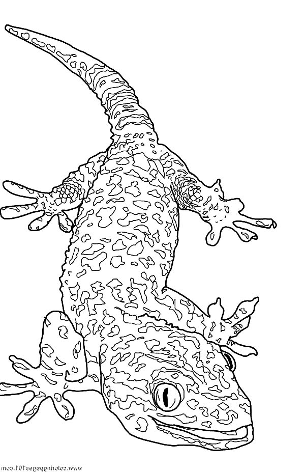 600x927 Gecko Lizard Coloring Pages