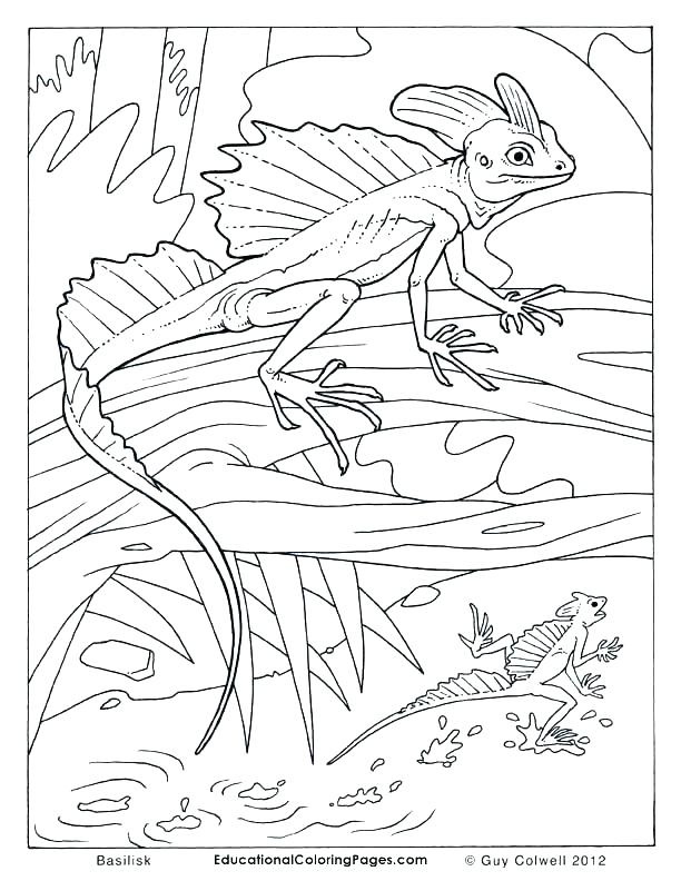 612x792 Lizard Coloring Pages Reptile Coloring Pages Reptile Coloring