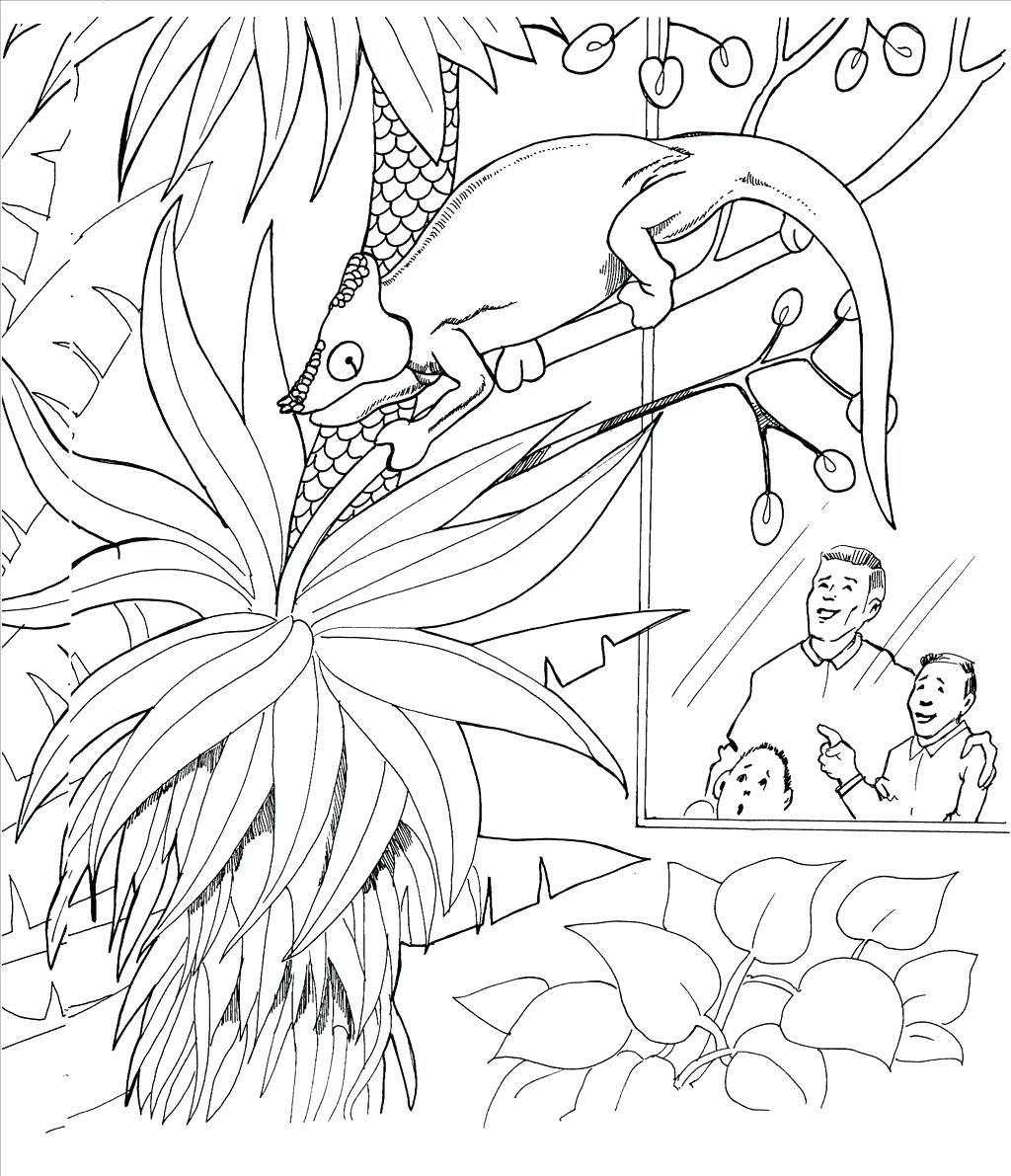 1024x1191 Coloring Pages ~ Lizard Coloring Pages Best Wallpaper Frilled