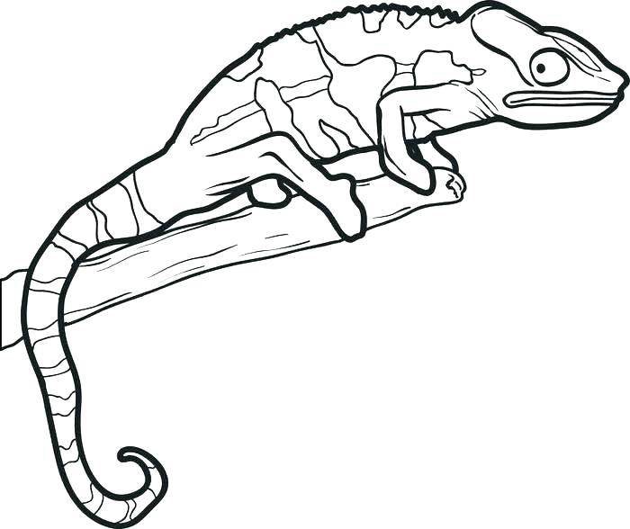 700x588 Lizard Coloring Pages