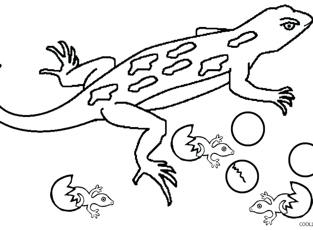 1024x751 Lizard Coloring Page Coloring Pages Of Lizards Lizard Coloring