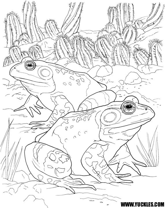 571x720 Toad Coloring Page By Yuckles!