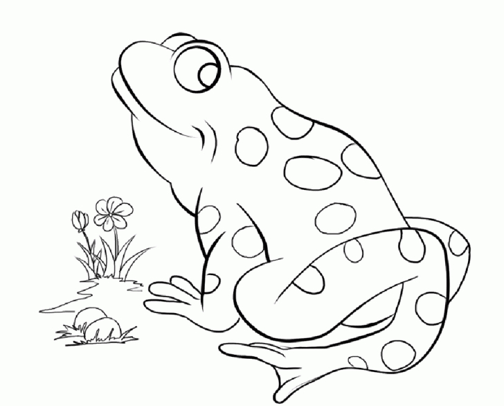 728x586 Frog Coloring Pages For Preschoolers Printable Coloring Pages