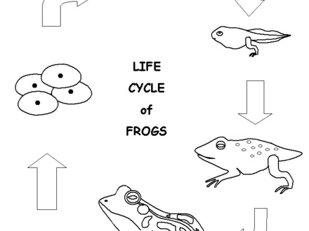 Frog Life Cycle Coloring Pages