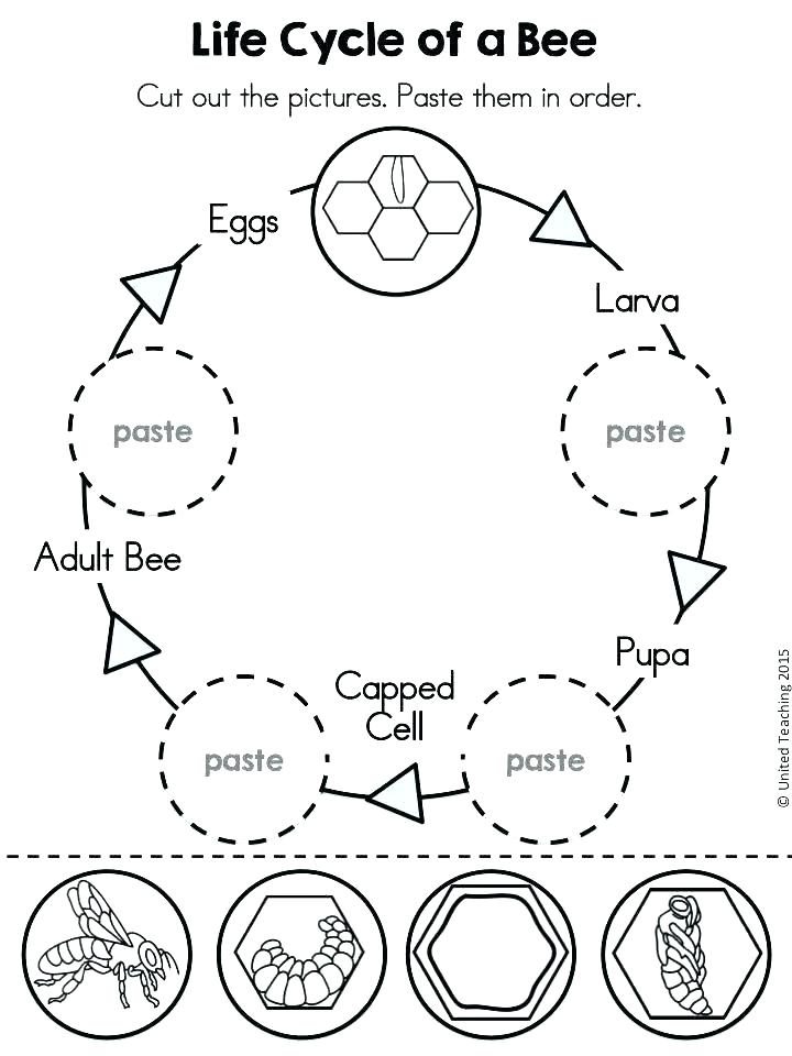 720x960 Life Cycle Coloring Pages Life Cycle Coloring Pages Also Butterfly