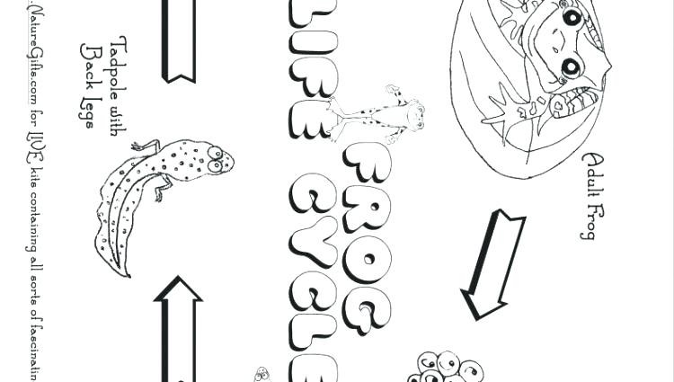 750x425 Life Cycle Of A Frog Coloring Page Tadpole Coloring Page X Tadpole