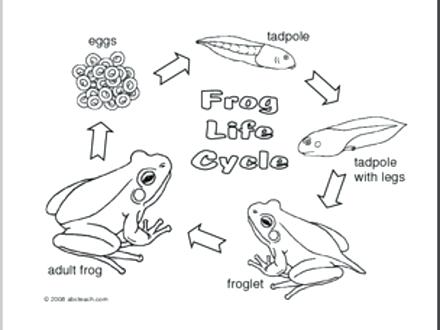 440x330 Tadpole Coloring Page Coloring Page Frog Life Cycle Tadpole Life