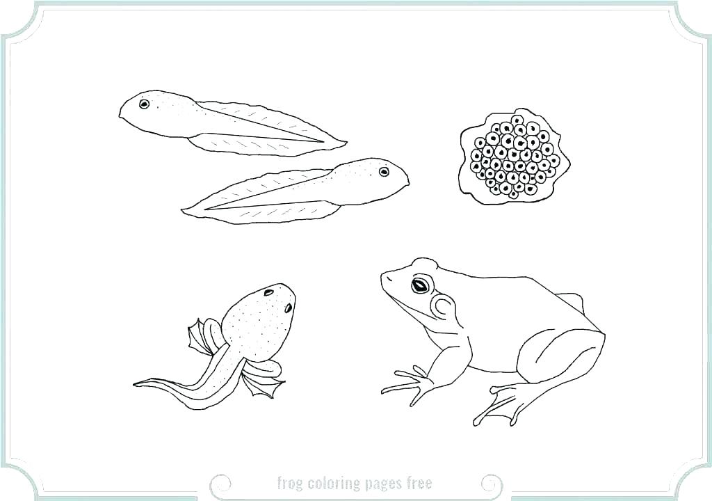 1024x720 Frog Colouring Pages Free