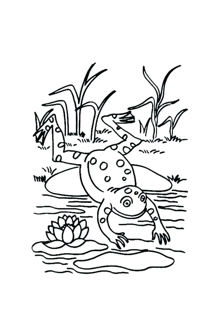 724x1024 Frog Life Cycle Coloring Page Shippa.co