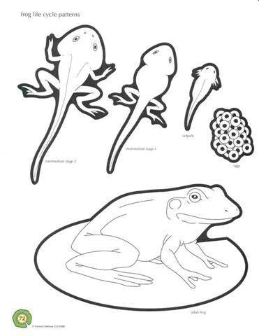 371x480 Coloring Page Life Cycle Worksheets Frog Life
