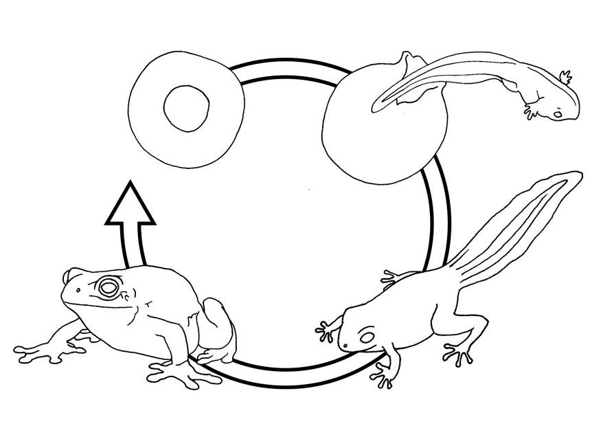 875x620 Coloring Page Frog Life Cycle
