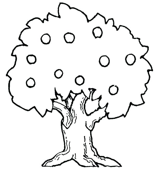 600x666 Oak Tree Coloring Page Coloring Pages Draw A Tree Fruit Tree
