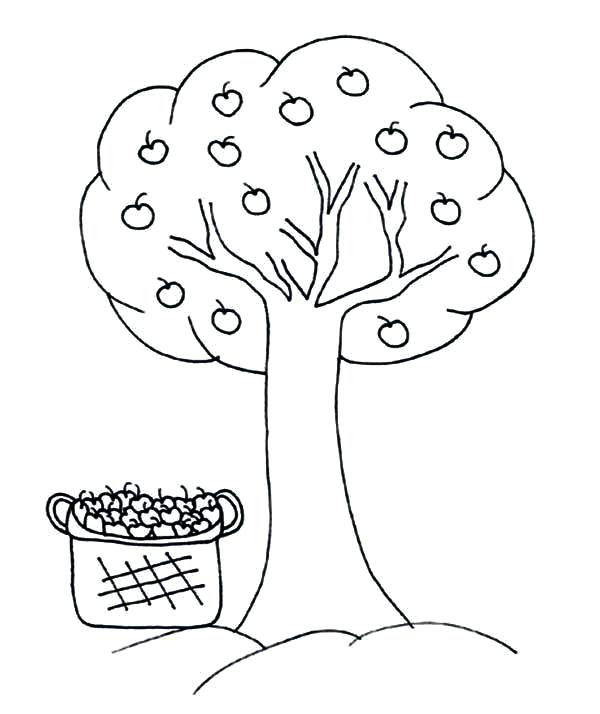 600x714 Apples Coloring Page Cliptext.co