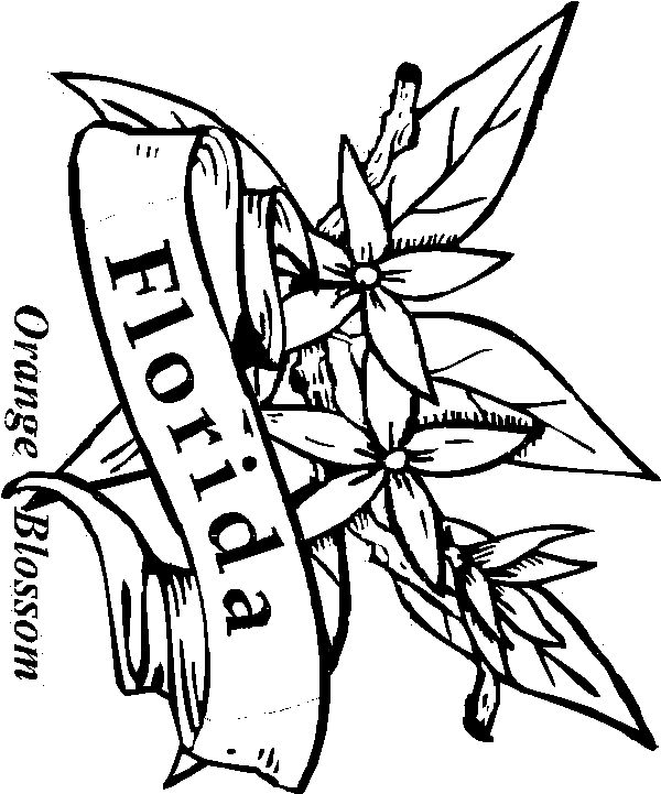 600x721 List Of Synonyms And Antonyms Of The Word Orange Blossom Coloring