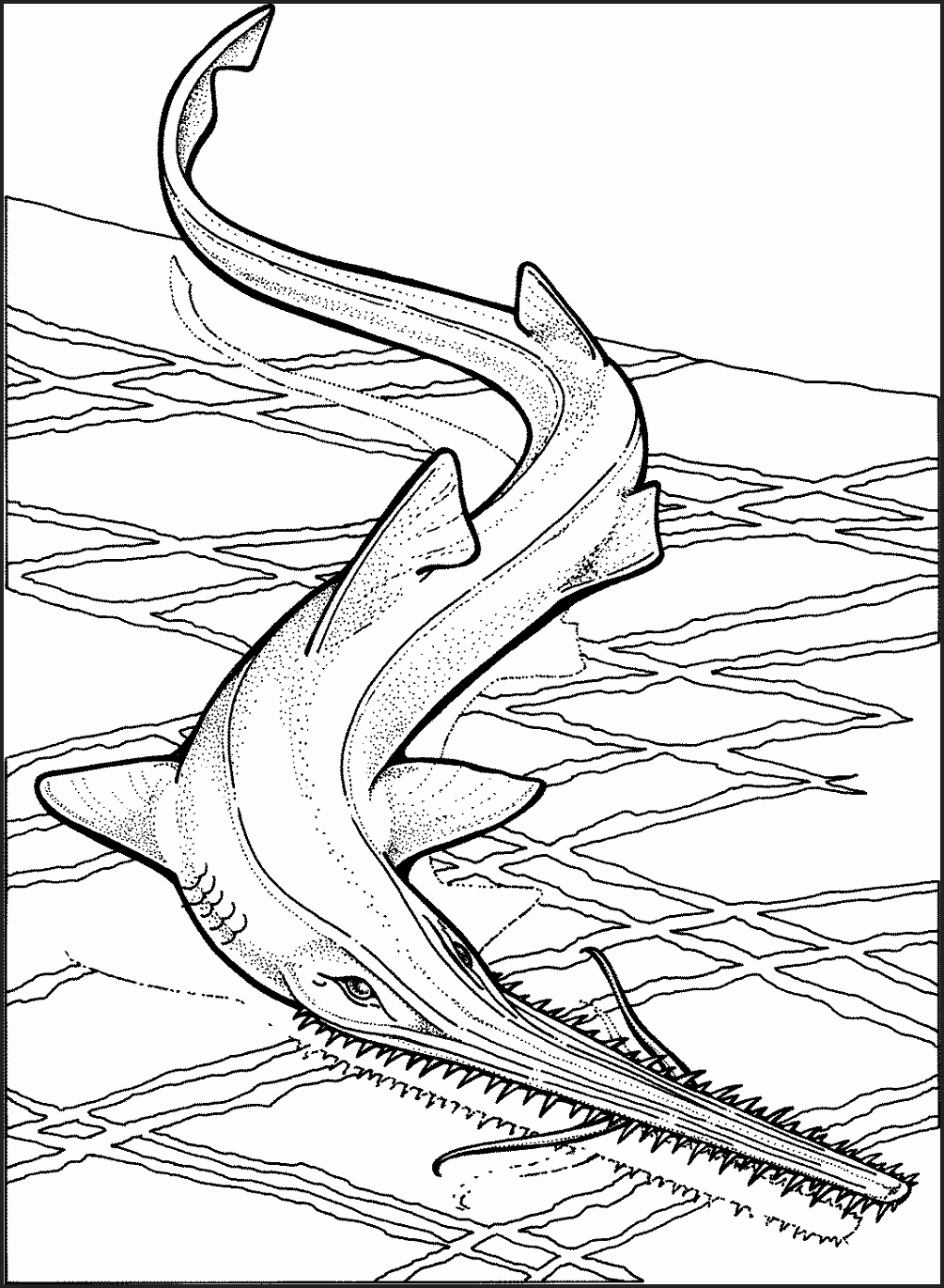 1005x1371 Sharks Coloring Pages To Print Newcoloring123