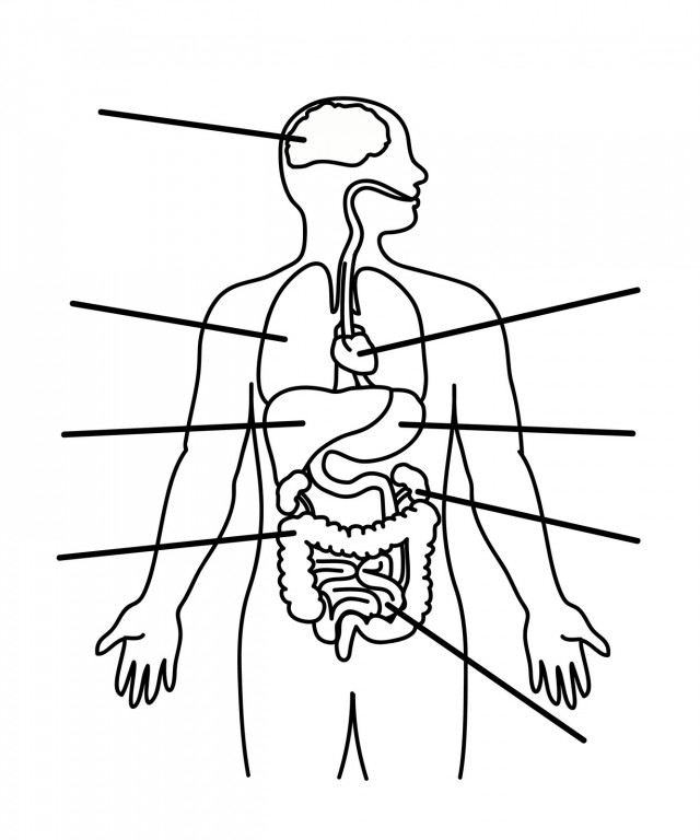 640x768 Human Body Coloring Pages Discover All