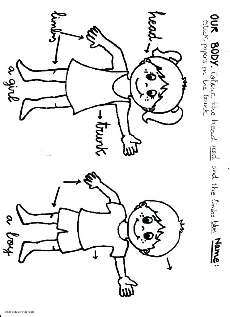 744x1024 Human Body Coloring Pages Human Body Coloring Pages Collection New