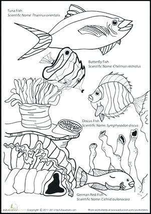 301x426 Ocean Coloring Pages For Preschool Ocean Animal Coloring Pages