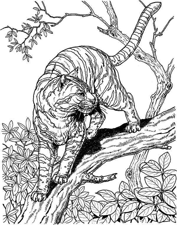 600x760 Hard Owl Coloring Pages Tiger Liked Wild Cat In The Wild