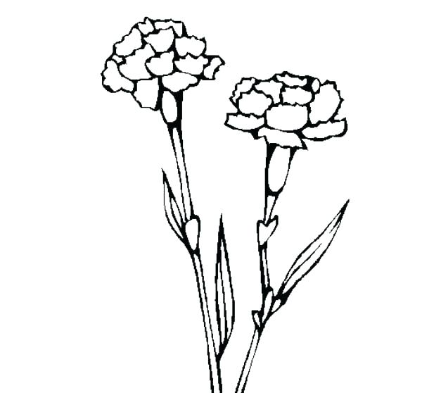 600x558 Fun2draw Coloring Pages How To Draw Coloring Pages Carnation