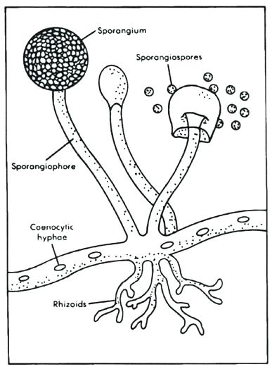 390x524 Coloring Worksheet Fungi From Fungi Coloring Worksheet World