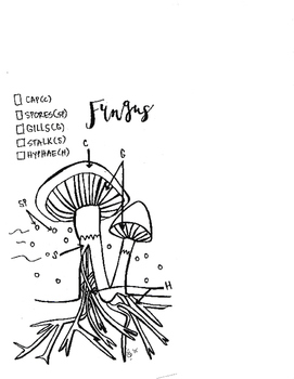 271x350 Free 7th Grade Biology Interactive Notebooks Resources Amp Lesson
